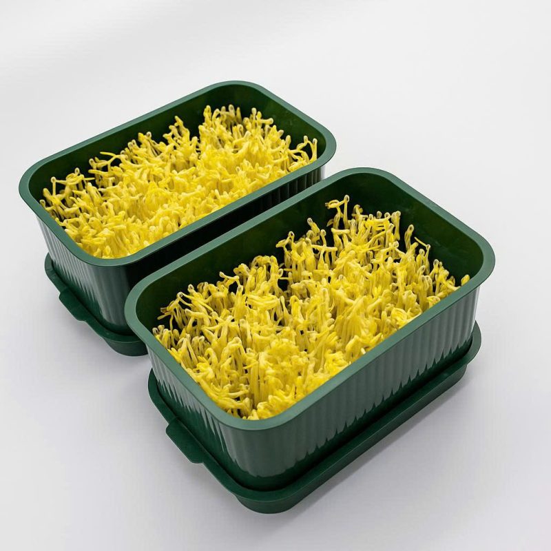 Khay Làm Giá Đỗ KIBA