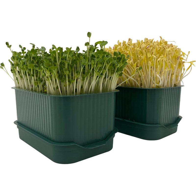 Khay Nhựa Làm Giá Đỗ & Trồng Rau Mầm Tại Nhà